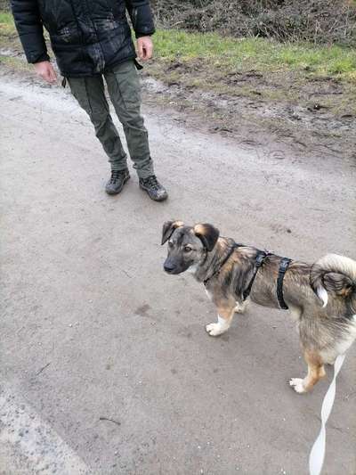 Mischlingshunde Foto Aufruf-Beitrag-Bild