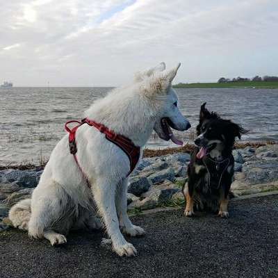 Hundetreffen-Gassirunde-Bild