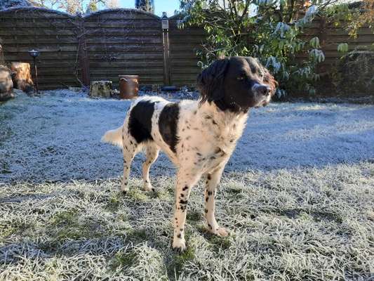 Friesischer Wasserhund- Wasserhoun- Stabbijhoun-Beitrag-Bild