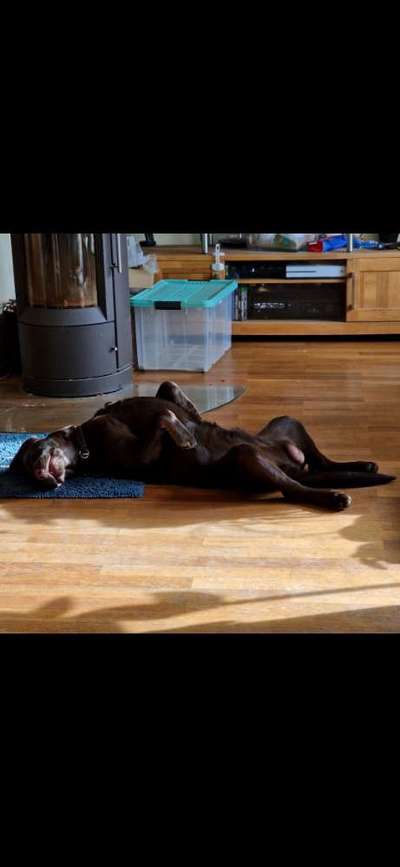 Dogorama Photo Challenge - Zeigt her eure Bäuche-Beitrag-Bild