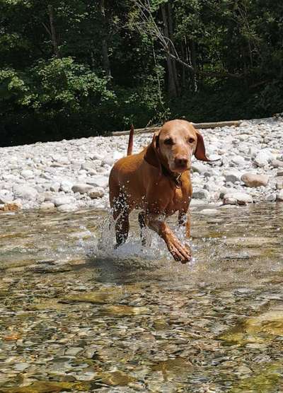 Hundeschwimmen-Beitrag-Bild