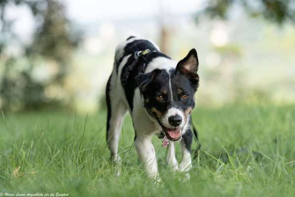 Hundetreffen-Gassirunde in Igel/Umgebung-Bild