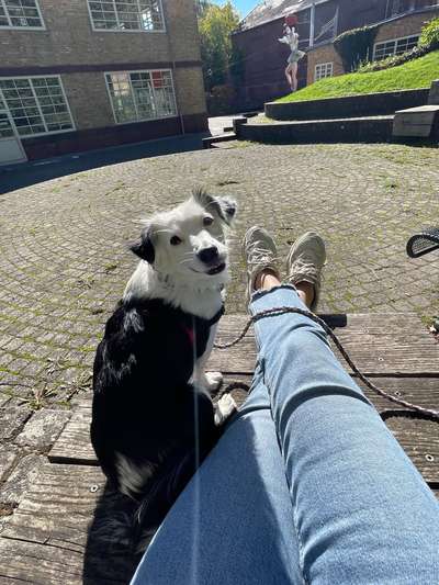 Hundetreffen-Spielen und Training-Bild