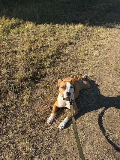 Hundetreffen-Gassirunde / Spielrunde-Bild