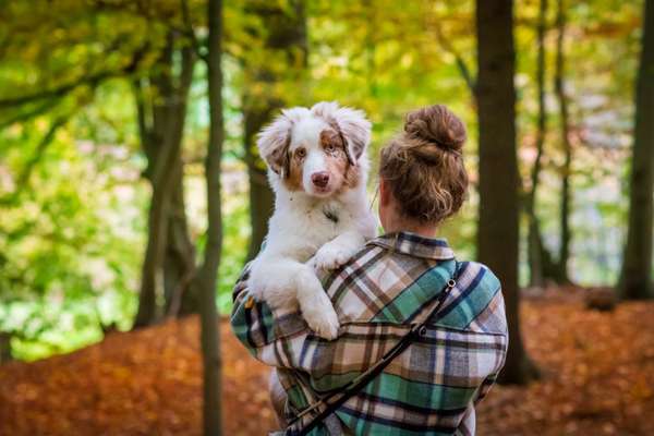 Hundetreffen-Social Walks (Treffen ohne Leinenkontakt oder Spiel)-Bild