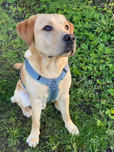 Die Dogorama Monats Challenge "Es grünt und blüht"-Beitrag-Bild