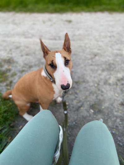 Hundetreffen-Hunde Begegnungen trainieren-Bild