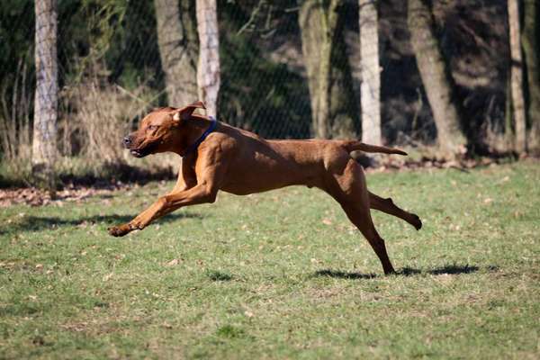 Rhodesian Ridgeback-Beitrag-Bild