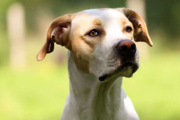 Mischlingshunde Foto Aufruf-Beitrag-Bild