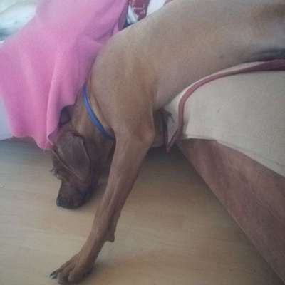 Rhodesian Ridgeback-Beitrag-Bild