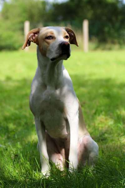 Die Dogorama Kalender Challenge Titelbild-Beitrag-Bild