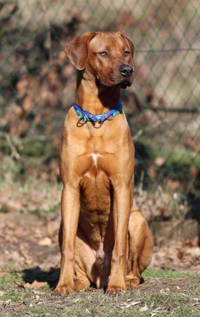 Rhodesian Ridgeback-Beitrag-Bild