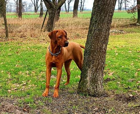 Rhodesian Ridgeback-Beitrag-Bild