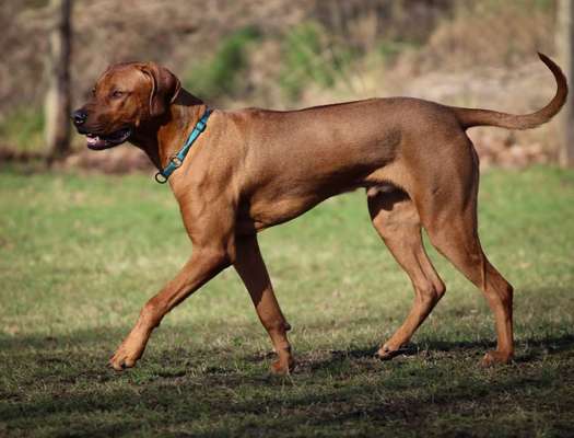 Rhodesian Ridgeback-Beitrag-Bild