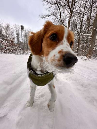 Hundetreffen-Junghund Playdate-Bild