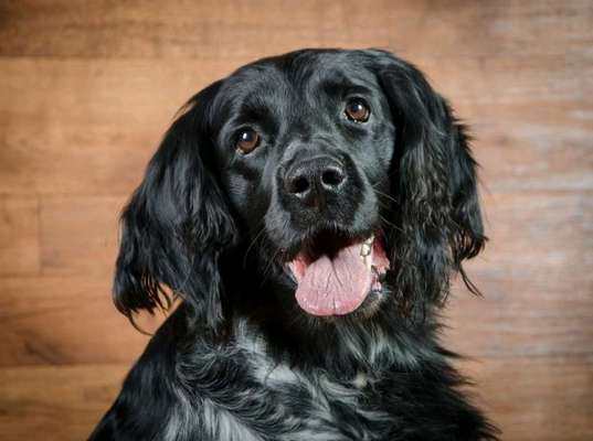 Kleiner Münsterländer!-Beitrag-Bild