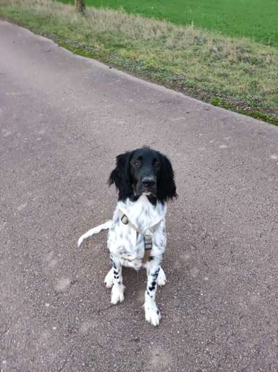 Kleiner Münsterländer!-Beitrag-Bild