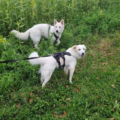 Hundetreffen-Kontaktloses Spazieren an der Leine mit evtl. Spielen-Bild