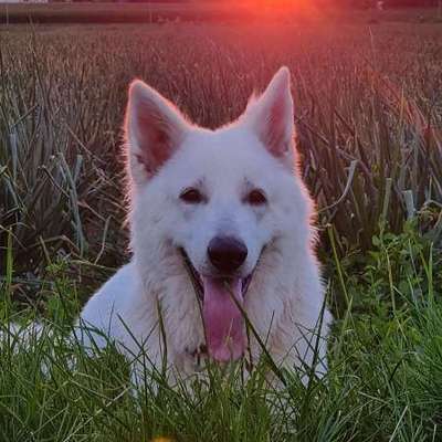 Hundetreffen-Gassirunde-Bild