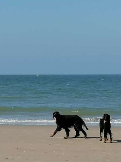 Gordon Setter-Beitrag-Bild