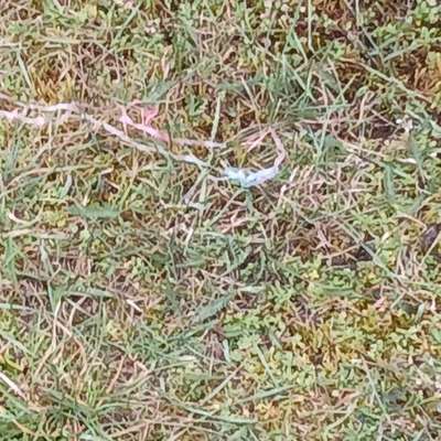 Giftköder-Giftköder-Bild