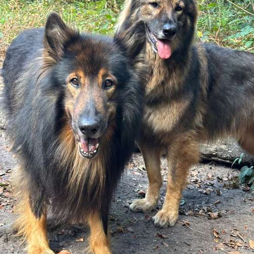 Hundeauslaufgebiet-Hundehort Richter-Bild
