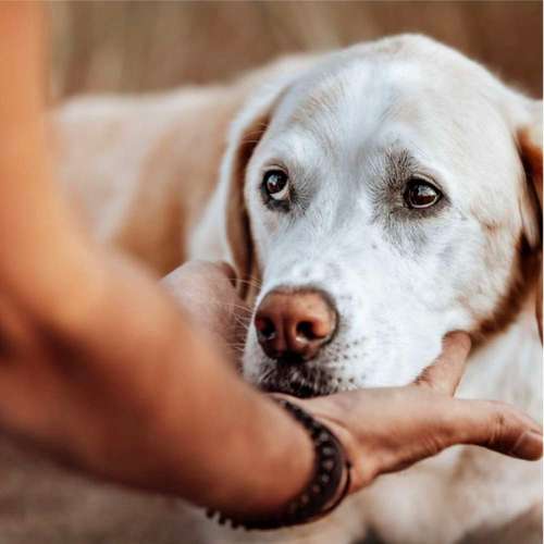 Hundeauslaufgebiet-Hundeschule Dogether-Bild