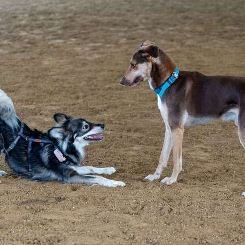 Hundeauslaufgebiet-Hundeschule Dogether-Bild