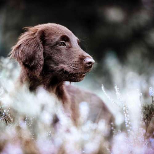 Hundeauslaufgebiet-Hundeschule Dogether-Bild