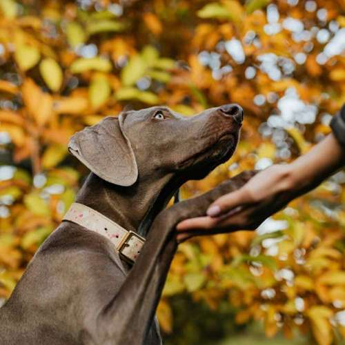Hundeauslaufgebiet-Hundeschule Dogether-Bild