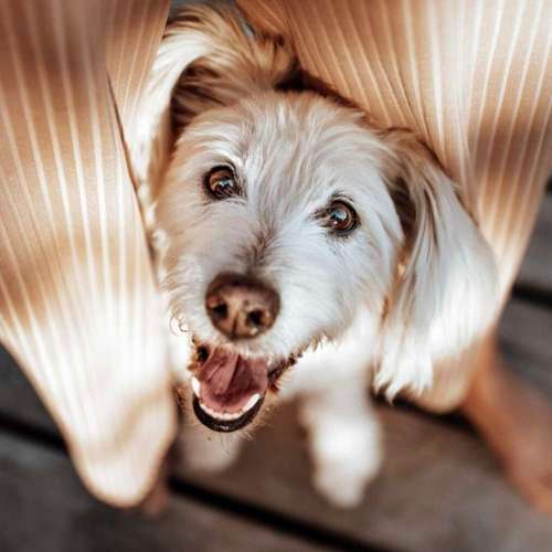 Hundeauslaufgebiet-Hundeschule Dogether-Bild