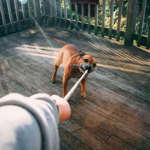 Hundeauslaufgebiet-Hundeschule Dogether-Bild