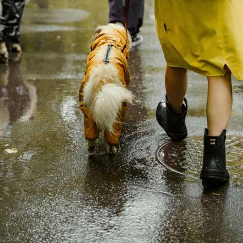 Hundeauslaufgebiet-Hundeschule Dogether-Bild