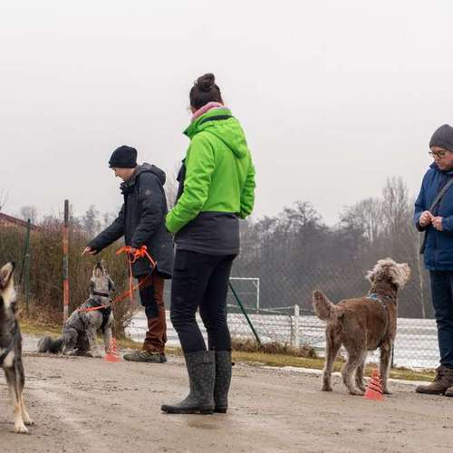Hundeauslaufgebiet-Hundeschule Dogether-Bild