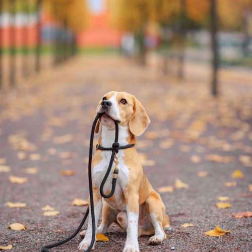 Hundeauslaufgebiet-Hundeschule Dogether-Bild