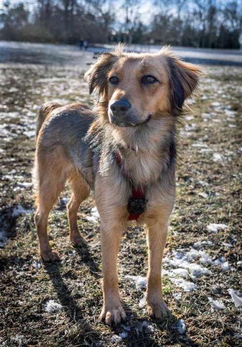 Hundeauslaufgebiet-Hundebetreuung bleib-sitz-platz-Bild