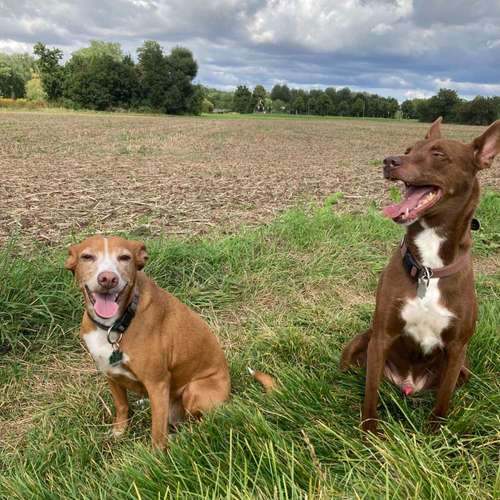 Hundeauslaufgebiet-Hundebetreuung bleib-sitz-platz-Bild