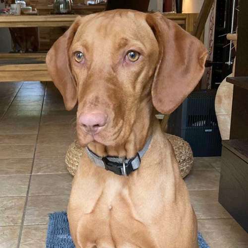 Hundeauslaufgebiet-Hundebetreuung bleib-sitz-platz-Bild