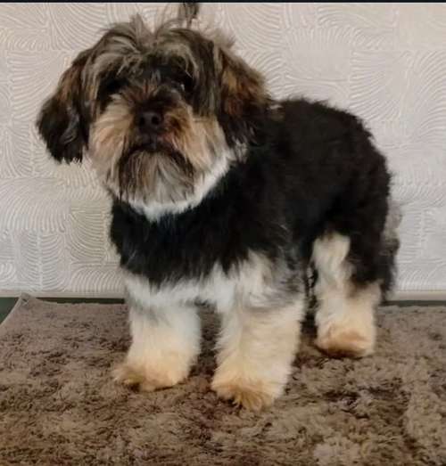 Hundeauslaufgebiet-Hundesalon Fellverschönerei-Bild