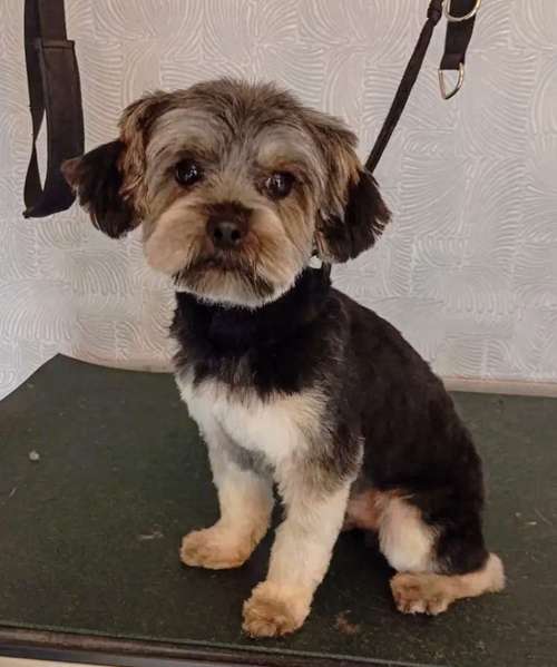 Hundeauslaufgebiet-Hundesalon Fellverschönerei-Bild