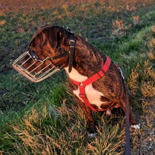 Hundeauslaufgebiet-Goldmariechen Maria Reiss-Bild