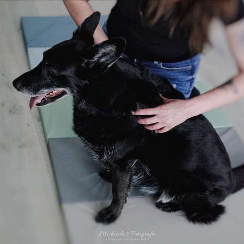 Hundeauslaufgebiet-FITBUDDYS Hundephysio & Ernährung-Bild