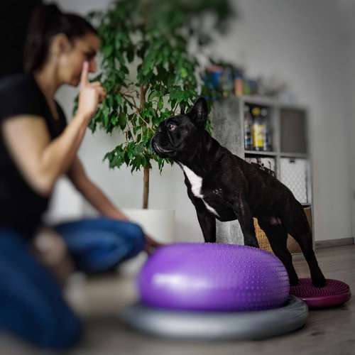Hundeauslaufgebiet-FITBUDDYS Hundephysio & Ernährung-Bild