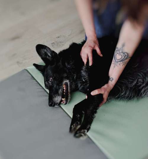 Hundeauslaufgebiet-FITBUDDYS Hundephysio & Ernährung-Bild