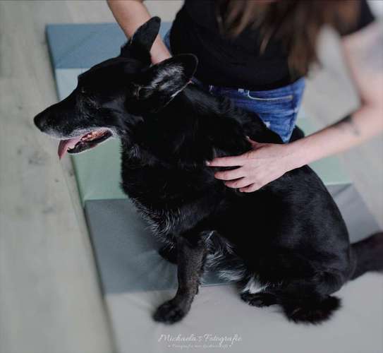 Hundeauslaufgebiet-FITBUDDYS Hundephysio & Ernährung-Bild