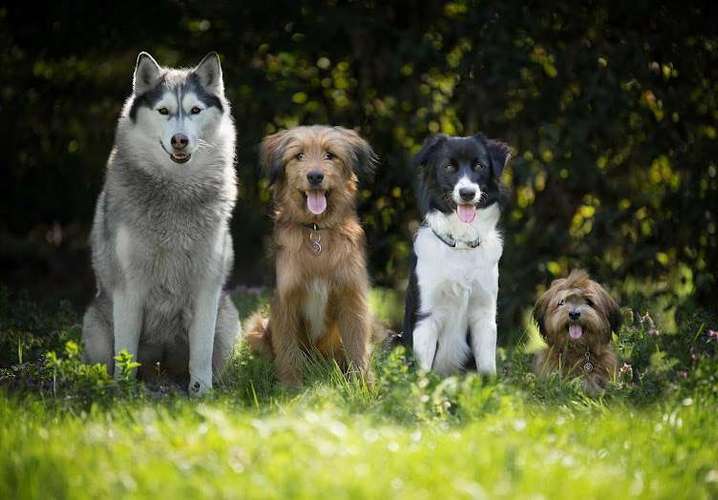 Hundeauslaufgebiet-Hundeschule & Hundebetreuung Hunde-Fair-Bindung Bad Gögging-Bild