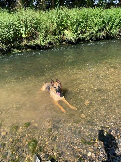 Hundeauslaufgebiet-She:Alpha-Bild