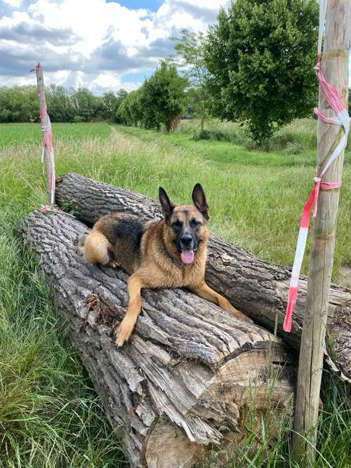 Hundeauslaufgebiet-She:Alpha-Bild