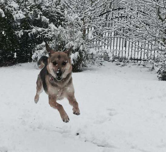 Hundeauslaufgebiet-She:Alpha-Bild