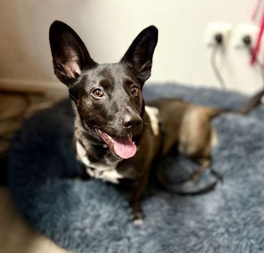 Hundeauslaufgebiet-She:Alpha-Bild